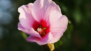 A Daughter, a Psalm, and a Promise