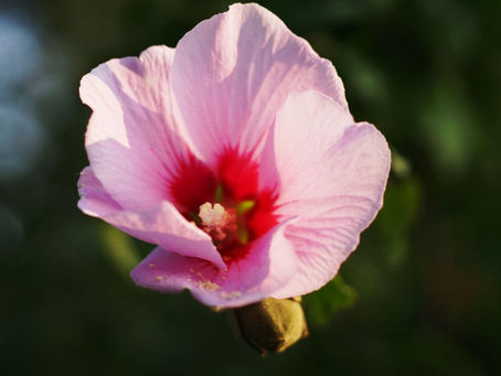 A Daughter, a Psalm, and a Promise