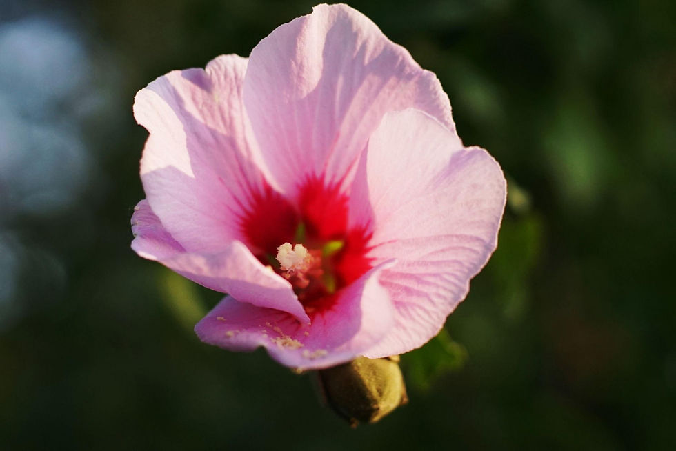 A Daughter, a Psalm, and a Promise