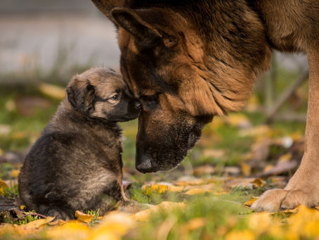 New formula more accurately converts your dog's age into human years