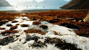 Arctic vegetation has a major impact on warming
