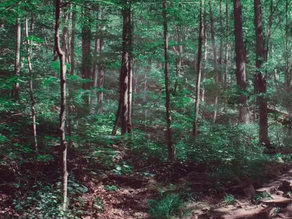 People are planting tiny urban forests to boost biodiversity and fight climate change