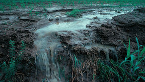 Turning wastewater into fertilizer is feasible and will make agriculture more sustainable