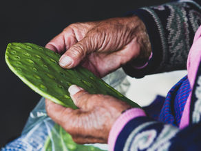 Designers mobilize the power of nature towards green and sustainable products