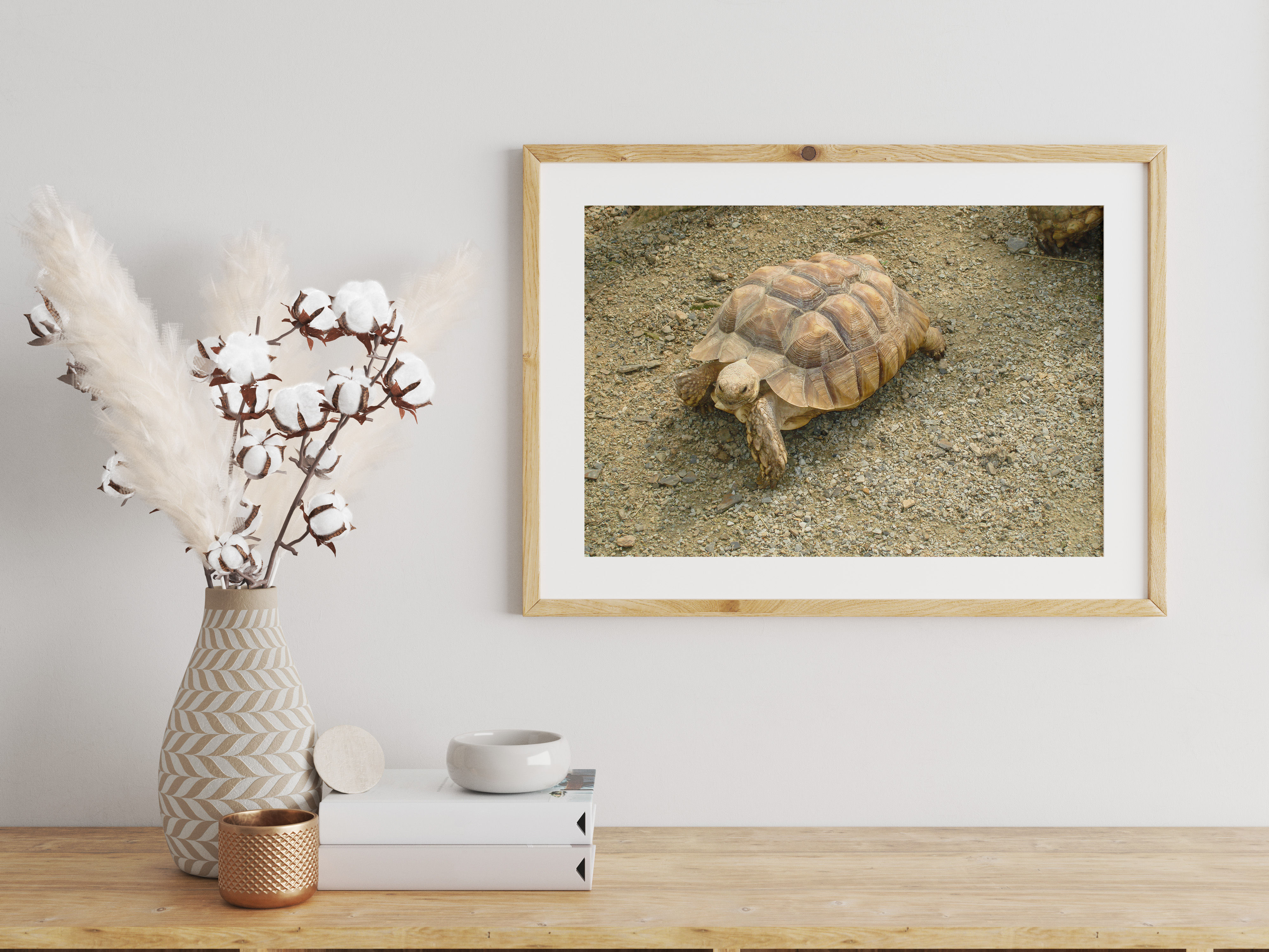 African Spurred Tortoise