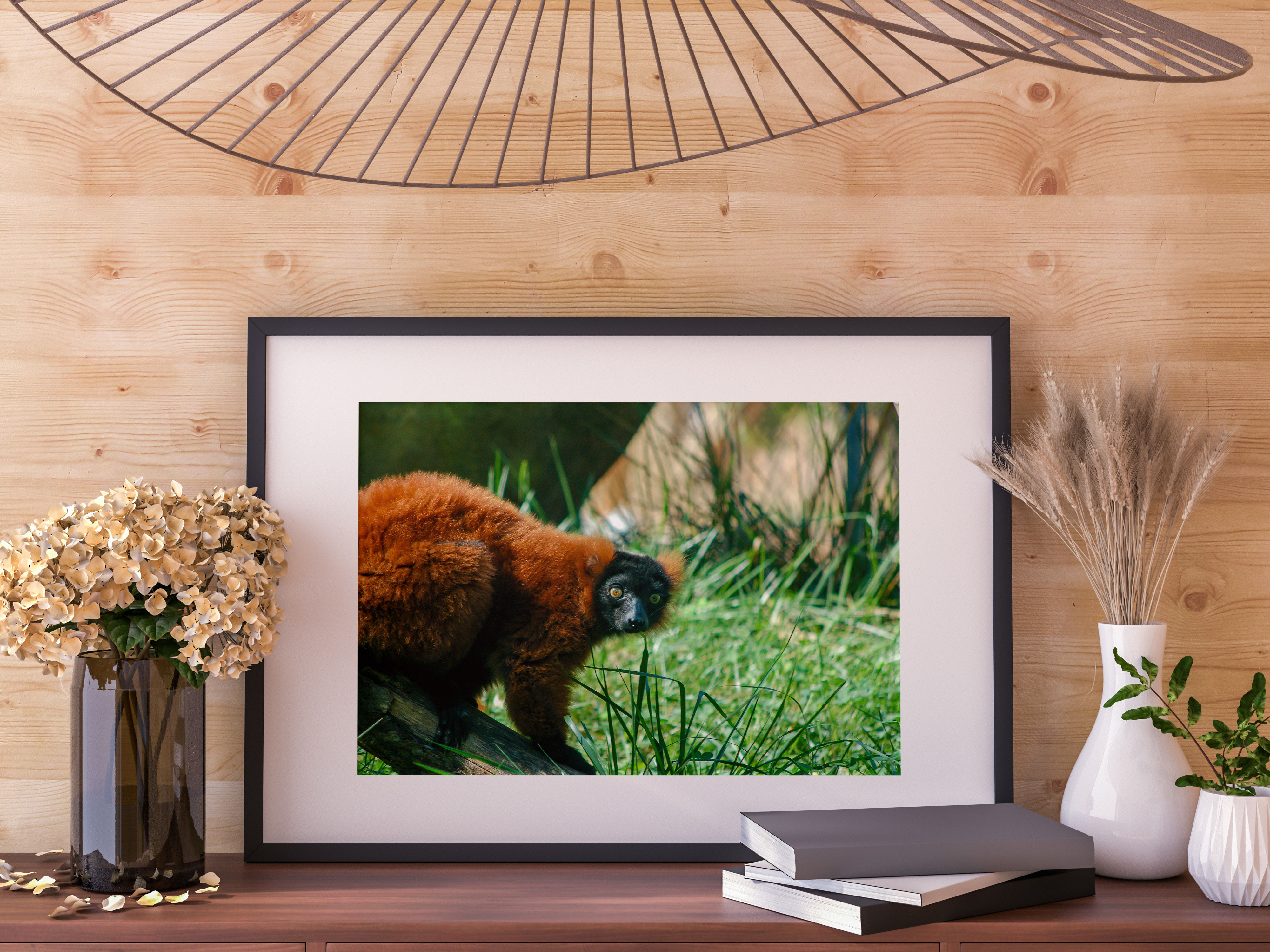 Red Ruffled Lemur