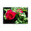 Thumbnail: Rugosa Rose