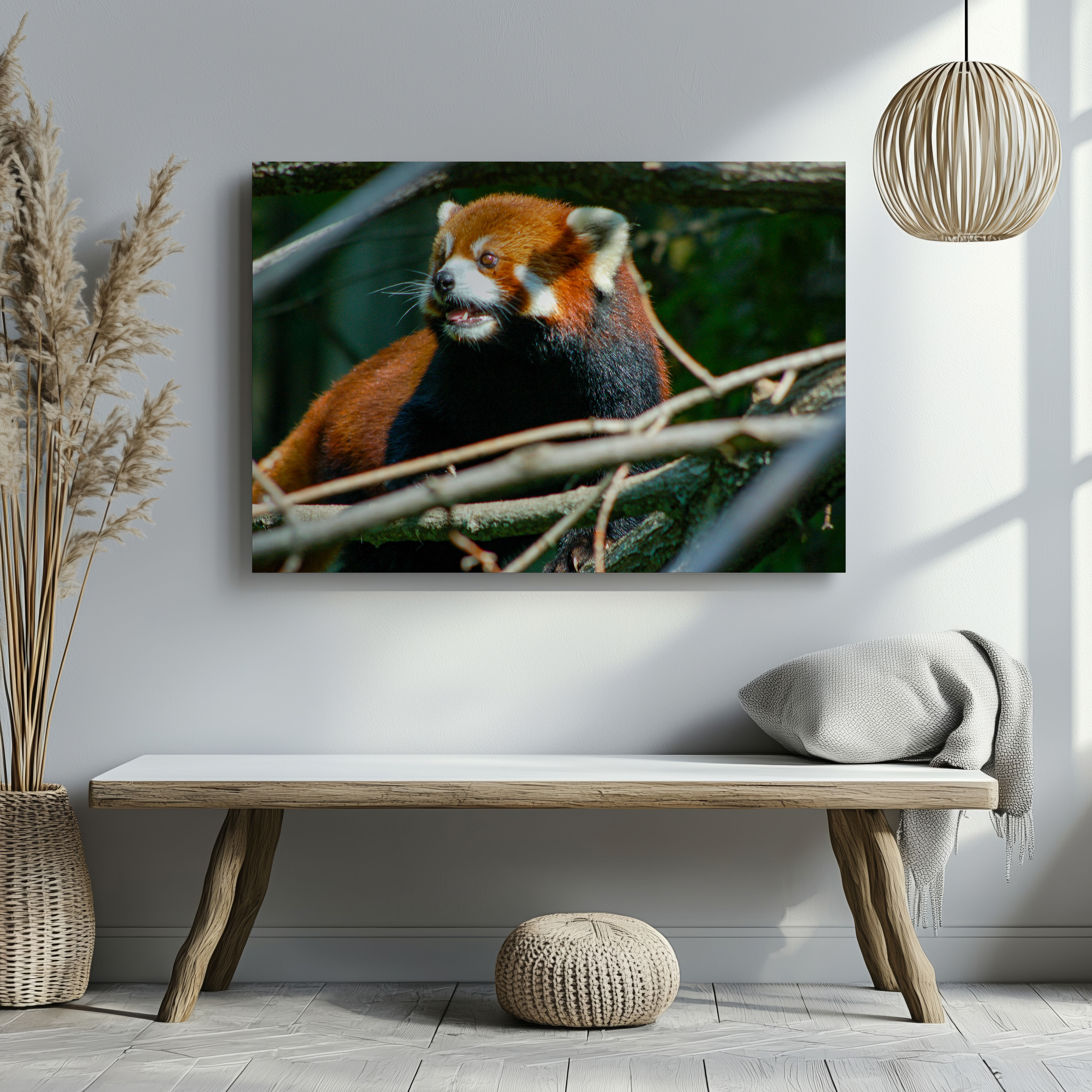 Red Panda Looks On (Canvas)