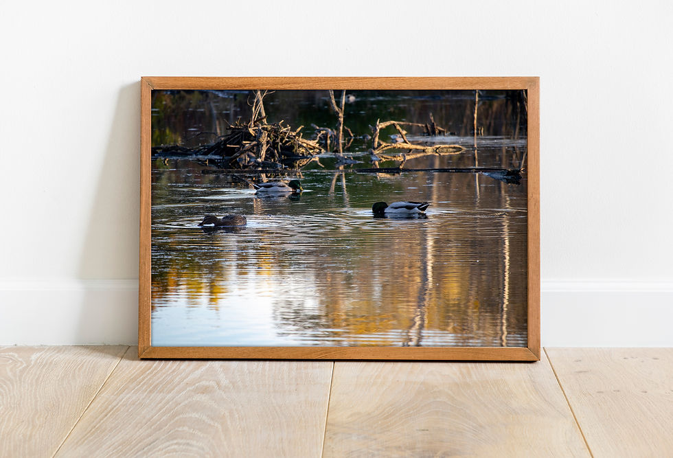 Thumbnail: Ducks On The Water