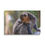 Thumbnail: Moongoose Lemur Looking Back (Canvas)