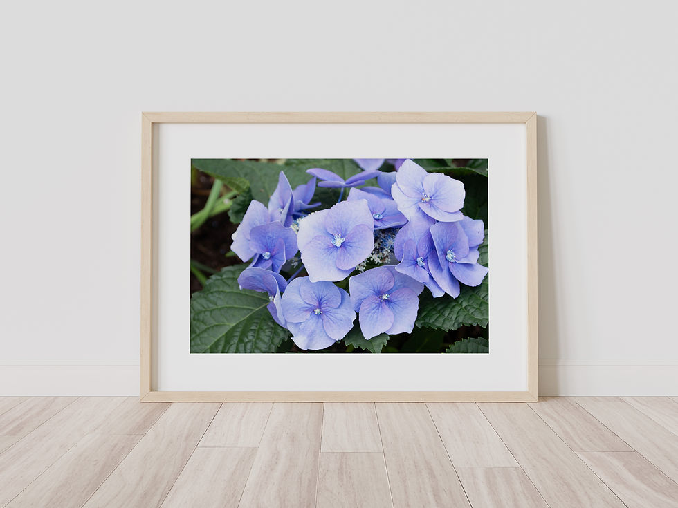 Thumbnail: Blooming Hydrangea