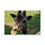 Thumbnail: Giraffe, Up Close and Personal