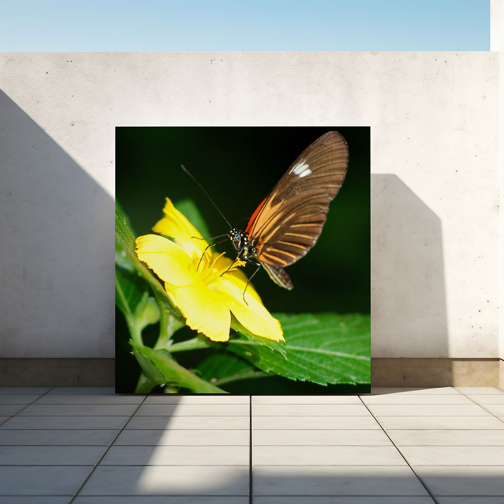 Thumbnail: Postman Butterfly (Canvas)