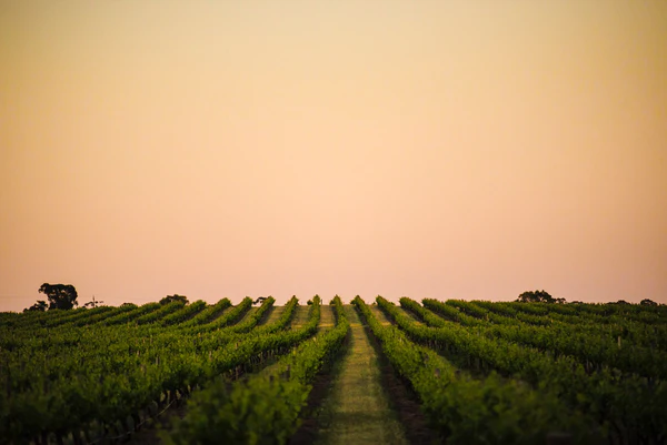 Club Wine Lunch: Torbreck
