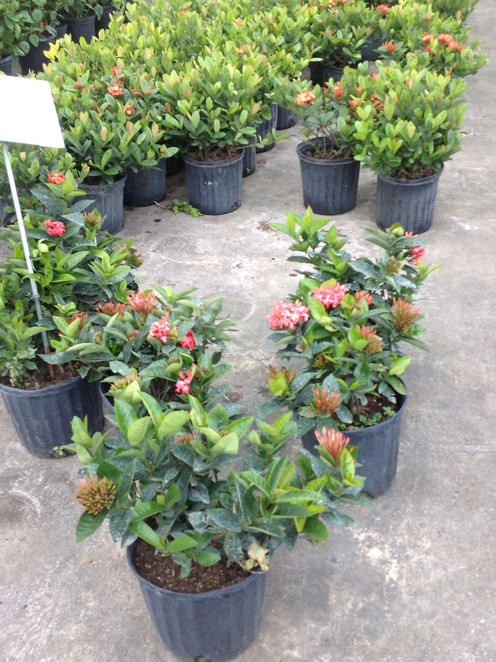 Ixora Red