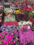 IMG_0816.jpeg