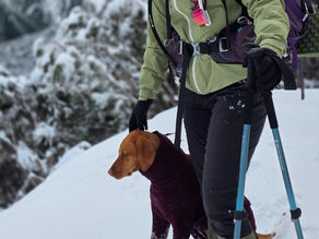 Snow Hikes with Your Pup: How to Gear Up and Keep Cozy in the Cold