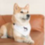 Thumbnail: Pet Bandana Collar