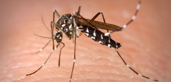 Is It A Viable Decision To Call The Pest Management Services In Mumbai? Get The Details