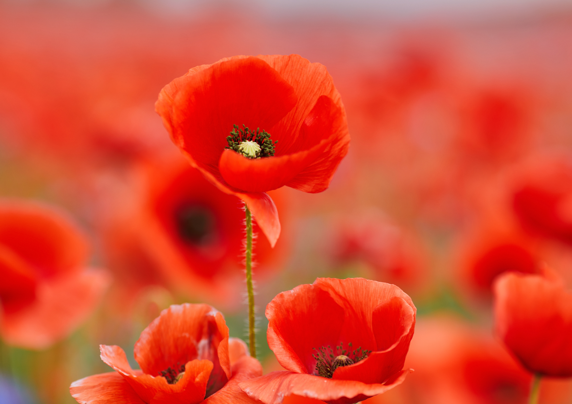 Domaine des Coquelicots — Gîte de groupe 80 personnes en Dordogne (Périgord)