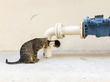 Rise in Cat Disturbances