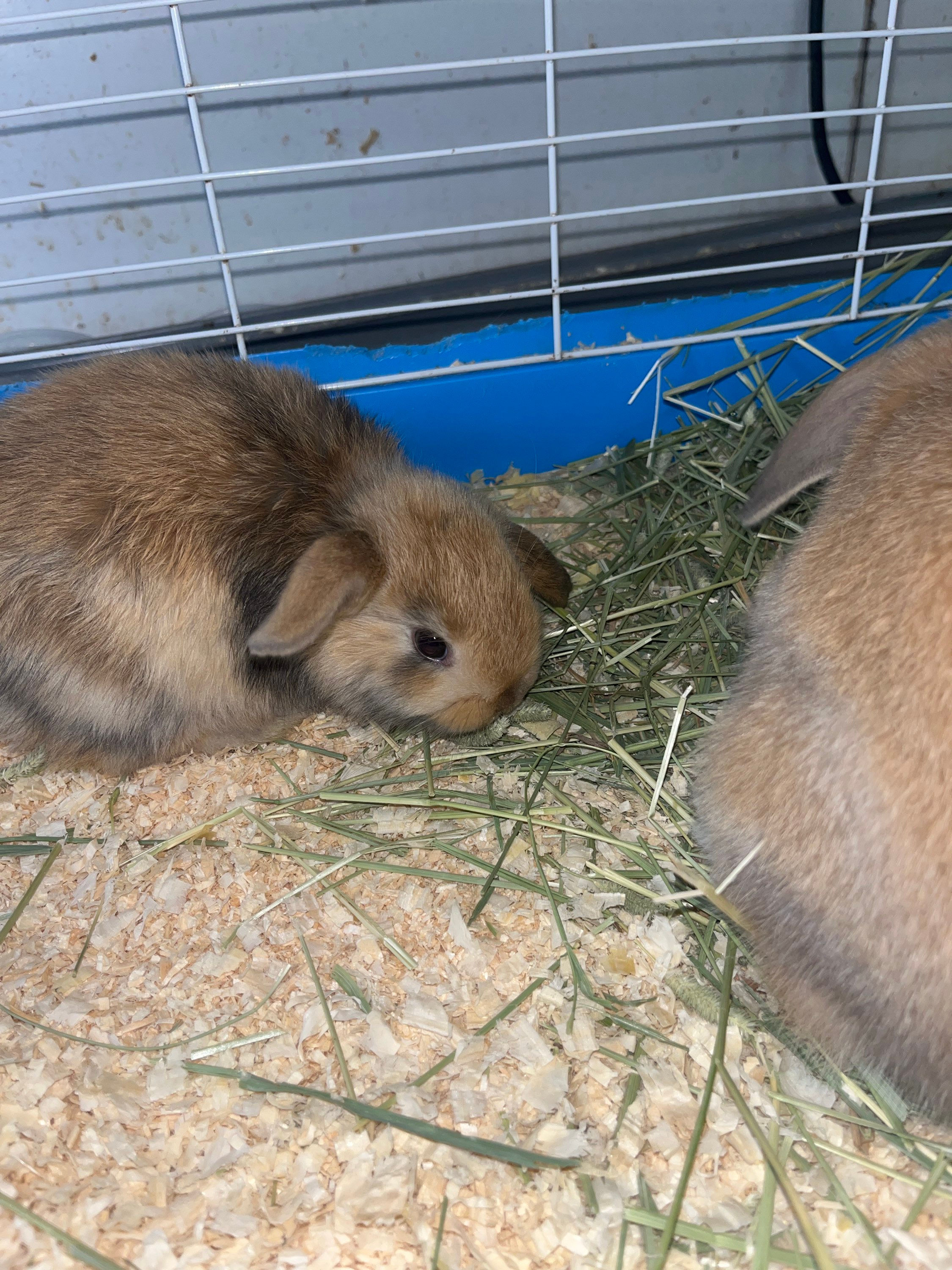 Dwarf Rabbit (6-8 months old)