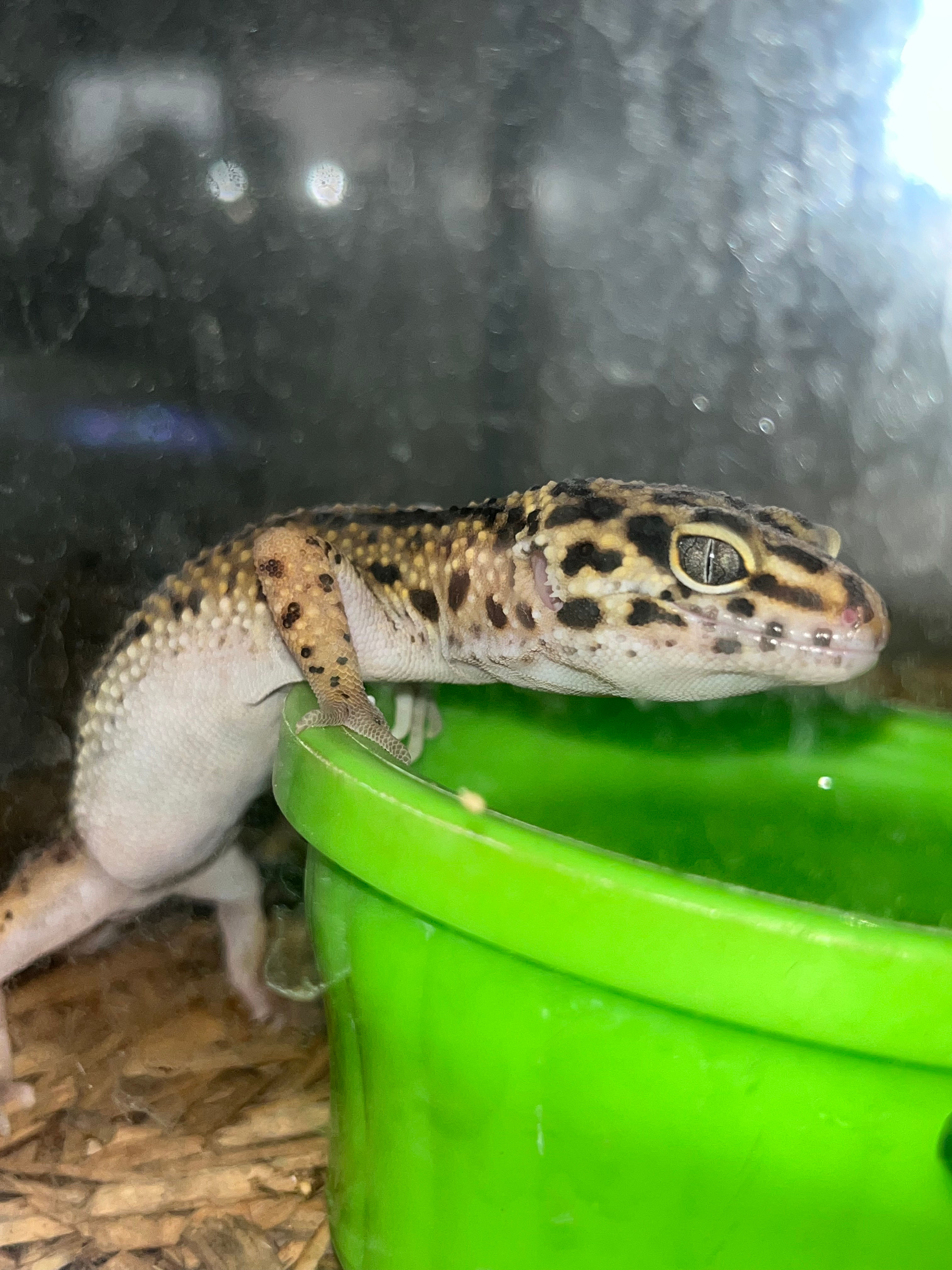 Assorted Leopard Gecko