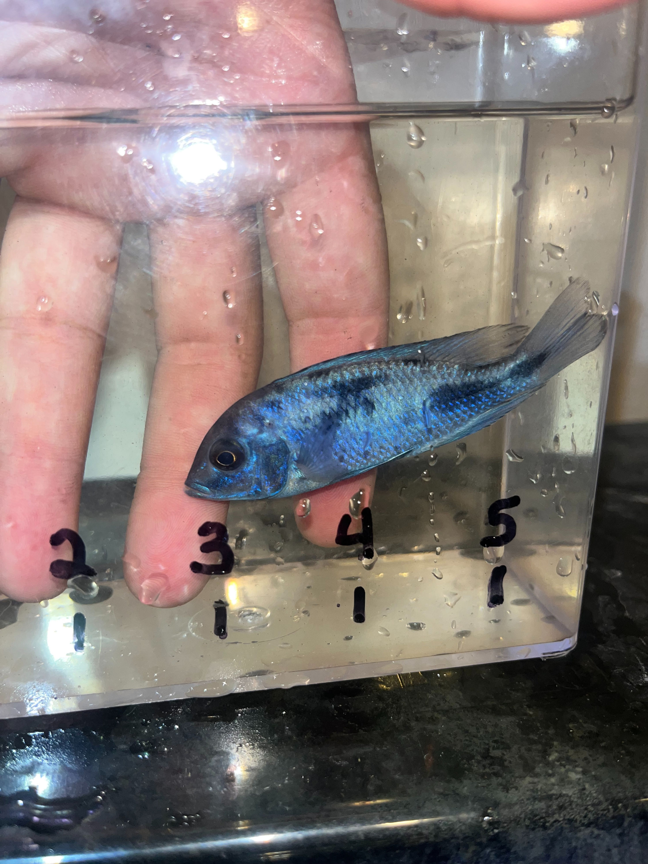 dolphin african cichlid