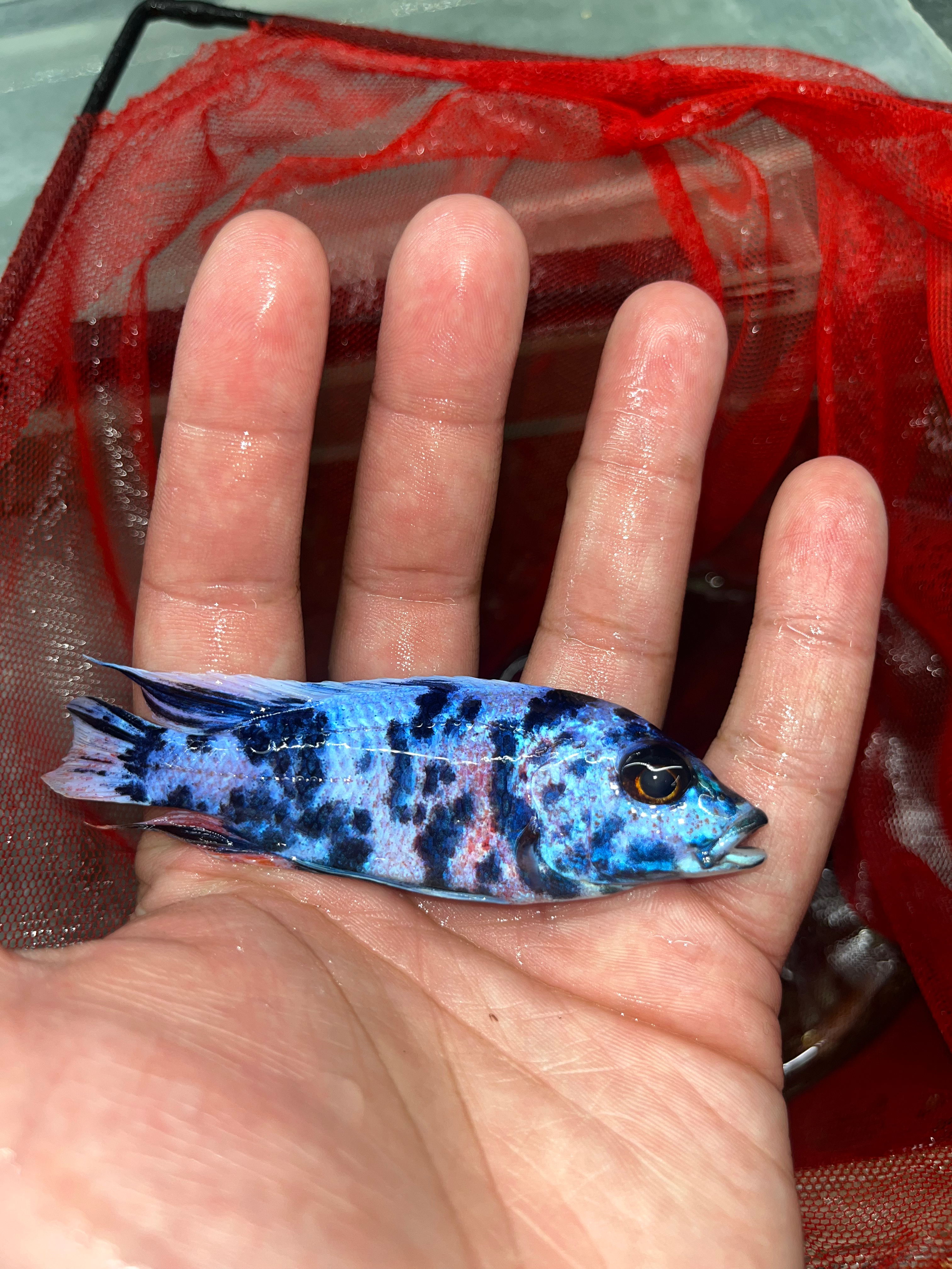 Blueberry OB Peacock 4”