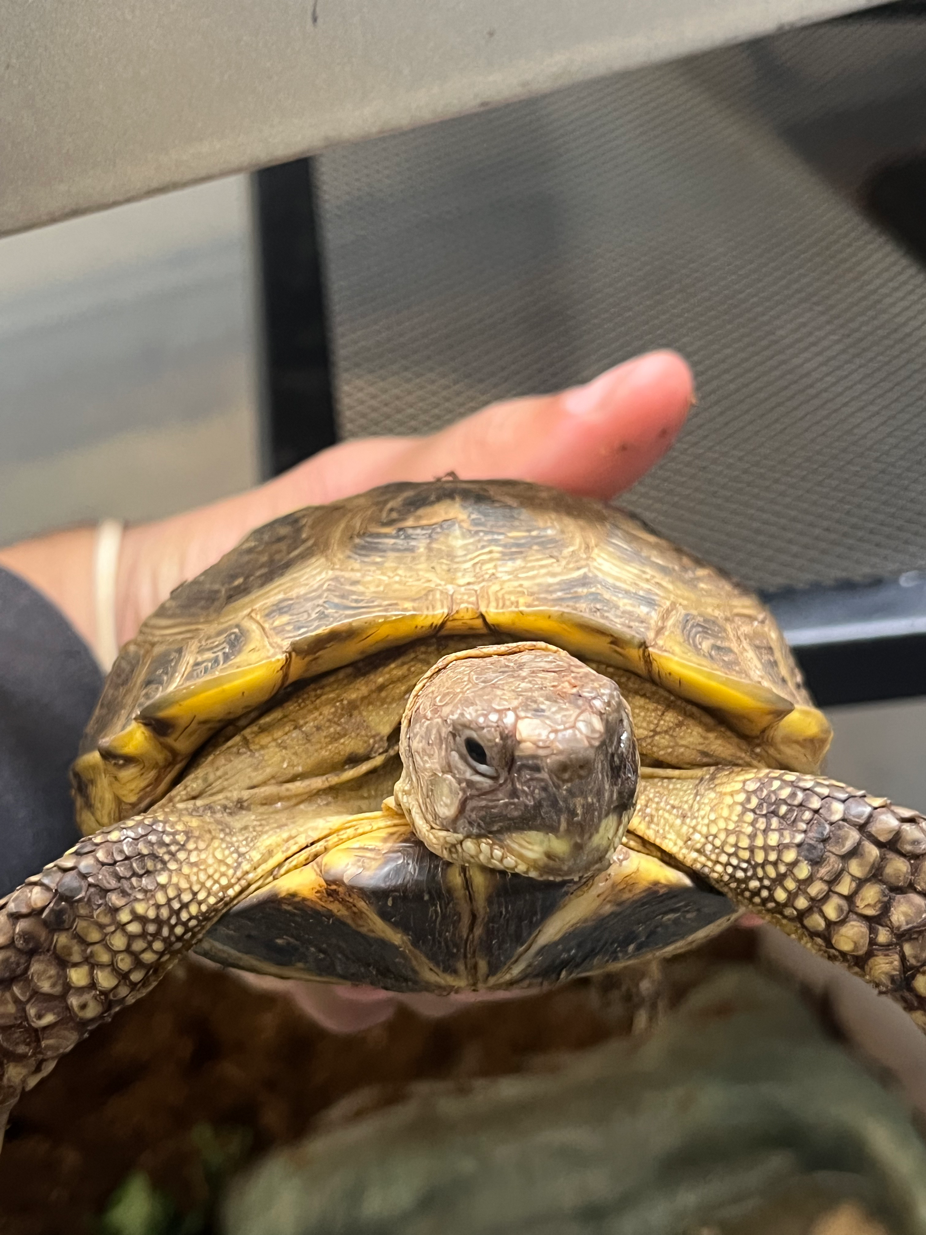 Russian Tortoise 