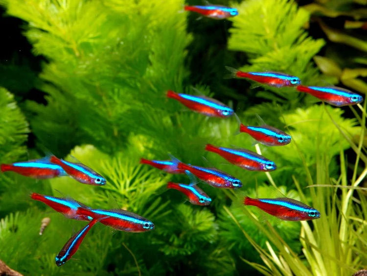 12pk+1 FREE!!! Cardinal Tetra