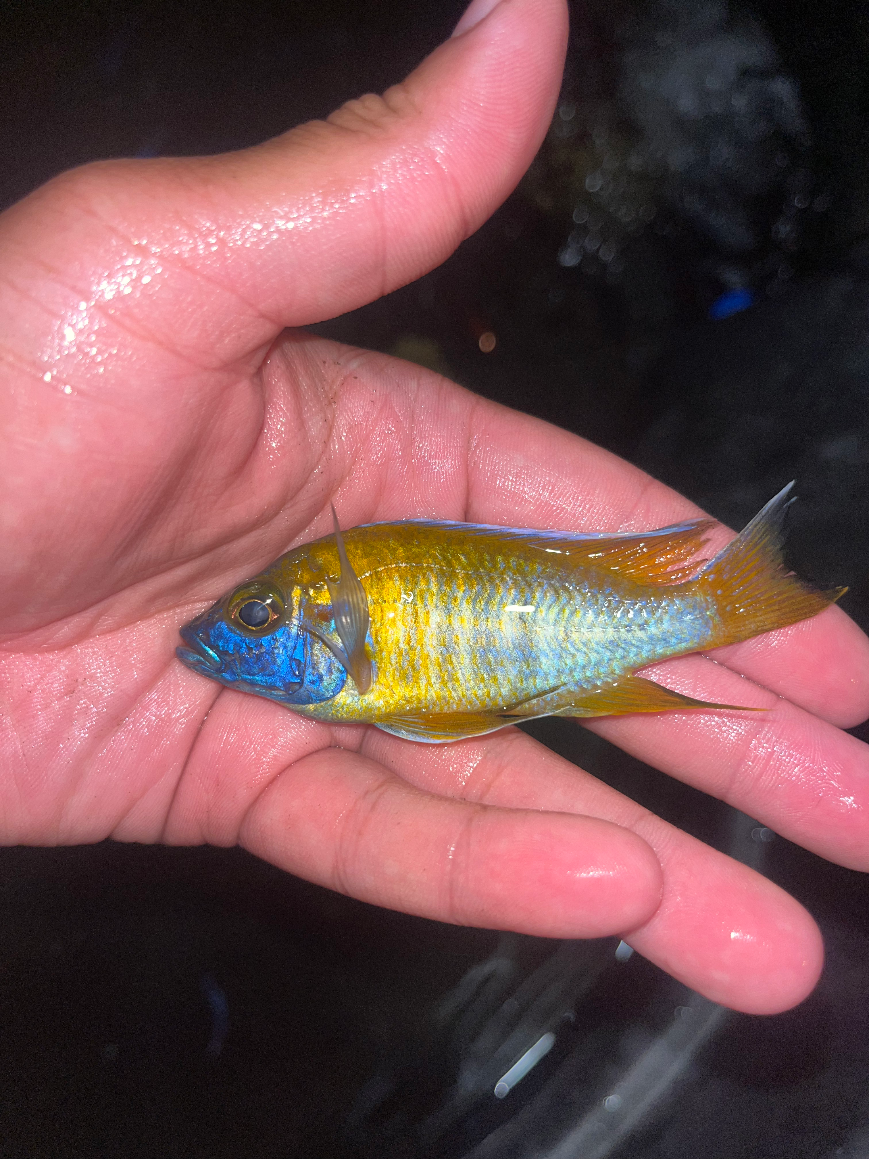 Exact Fish!!! Lemon Jake 3”-4”