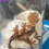 Thumbnail: Crested Gecko 3”-10” (MUST CALL FOR PRICE!)