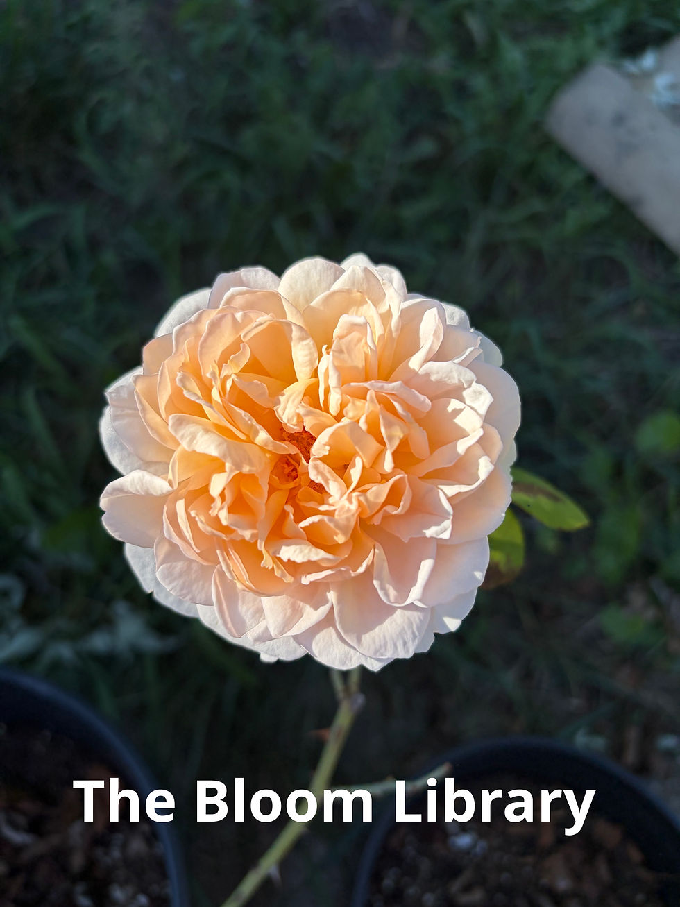 Thumbnail: Lady Gardener
