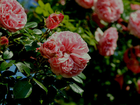 Natural Pest Control for Roses