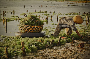 Algae Farm _edited.jpg