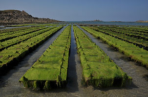 Algae Farm _edited.jpg