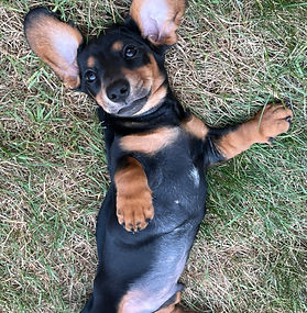 Frankie