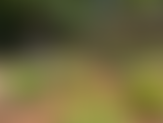 GreenBox no. 13: Peters Park Community Garden