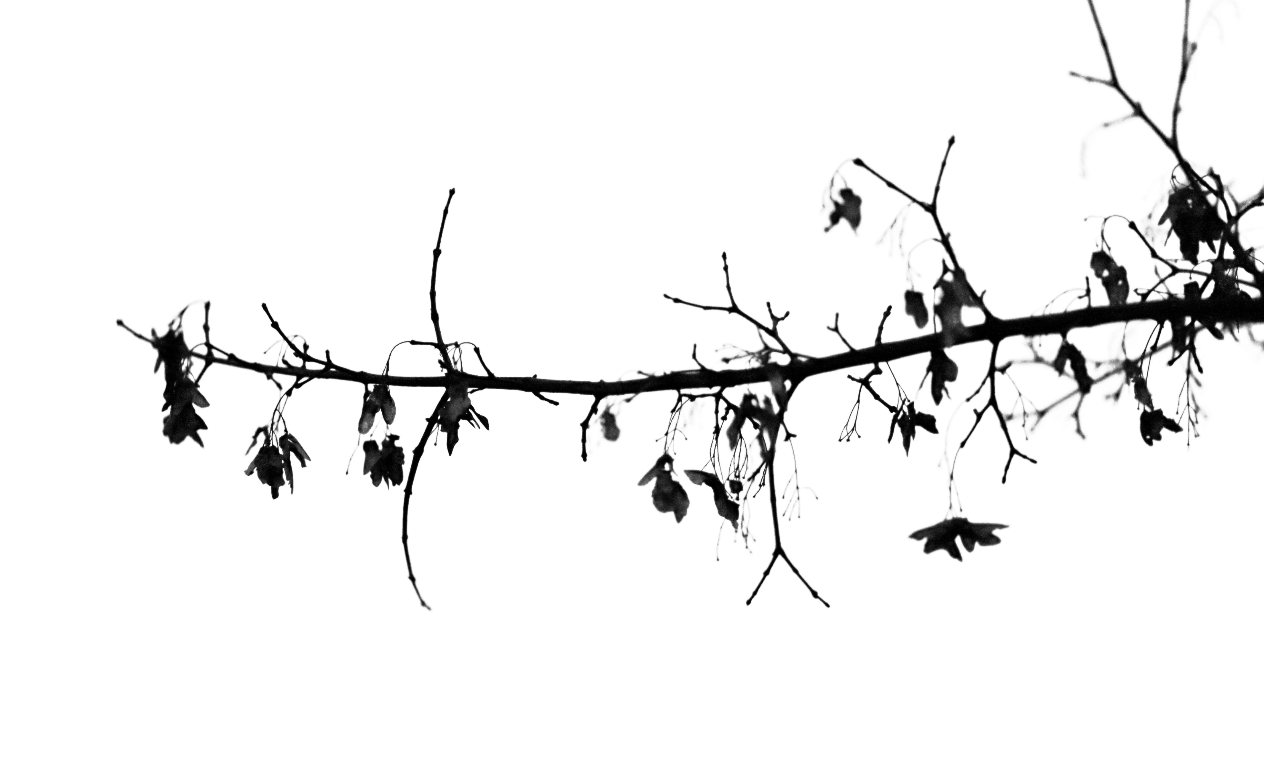Black and white branch