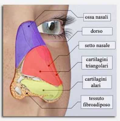 come è fatto il naso