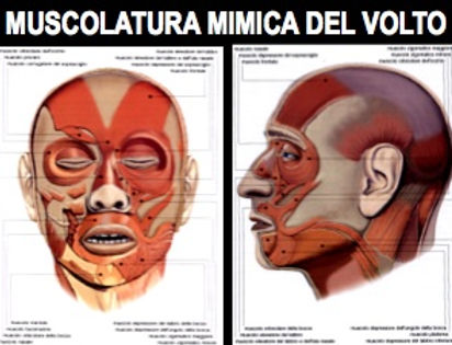 la muscolatura del viso