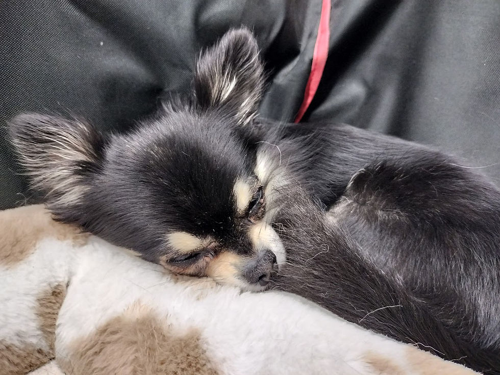 お店はのんびり営業＆あんちゃん出勤🐶