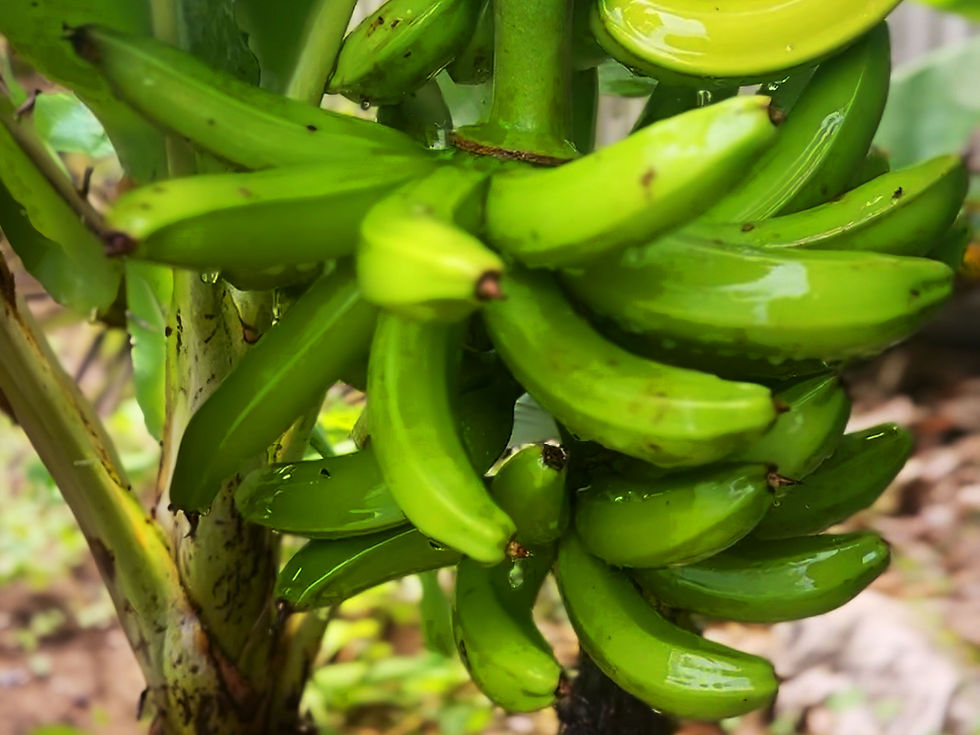 Fresh Bananas Growing at - Little Diamond