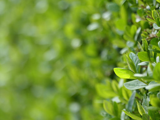 Box hedge