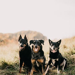 Nova, Sam, & Stihl.jpg