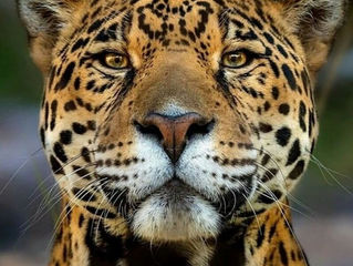 DECLARAN MAXIMA PROTECCION PARA EL JAGUAR