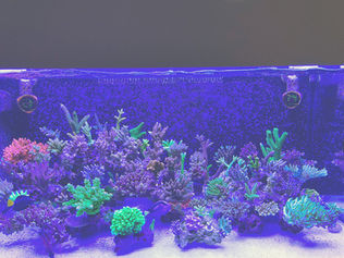 Growing demand for live coral in China incentivises smuggling