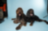 PUPS, Gordon en Epke, raw onbewerkt