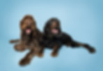 PUPS, Gordon en Epke bewerkte